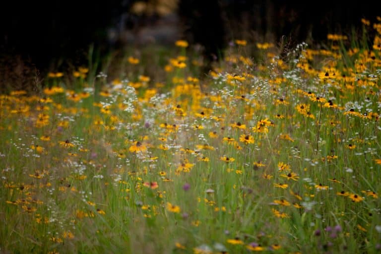 Fiori di campo